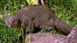 Mongoose introduction in Fiji goes horribly wrong
