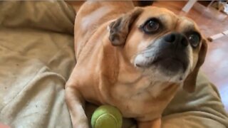 Paralyzed dog still loves to play fetch