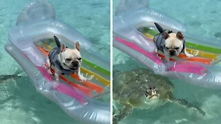 Sea turtle swims right underneath dog on floatie