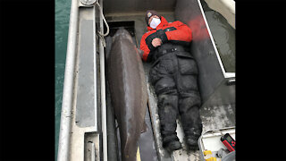 Nearly 7-foot, 240-pound lake sturgeon caught in Detroit River believed to be 100+ years old