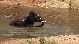 Playful teenage elephants have fun in river