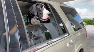 Great Dane sees no gas at Tampa pump days before Hurricane Ian