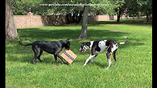 Great Danes extremely excited to open Amazon delivery package