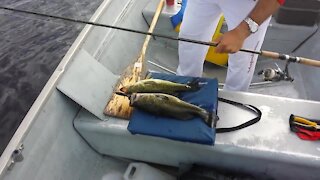 Fisherman catches two bass on one single lure