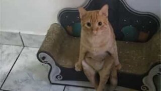 Gato se senta-se como um humano!