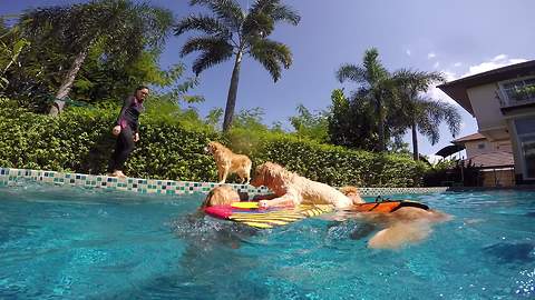 Golden Retrievers Rescue Stranded Puppy In Pool