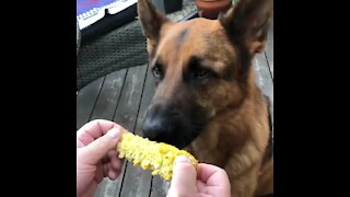 Dog eats corn on the cob just like a human