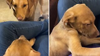 Dog tries to get the family's foster puppy to play