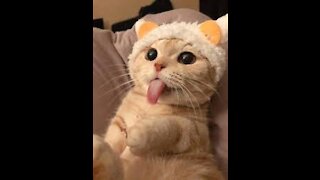 funny cat with a piece of meat