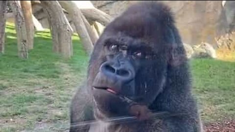 Gorila recusa a falar com visitante de zoo