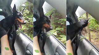 Doberman hilariously grabs tree branches as they drive by