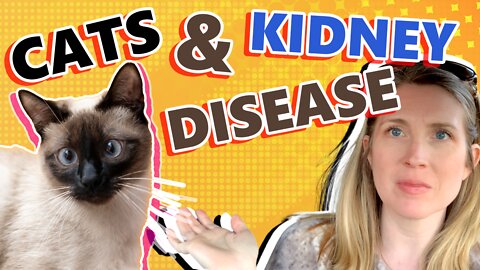 What You Need To Know About Cats & Kidney Disease