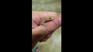 Found a house gecko in the garage