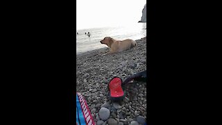 Golden Retriever gets ready to party at the beach