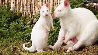 Wall-I’ll-by! Adorable baby albino wallaby and her parents will hop, skip and jump her way into your heart