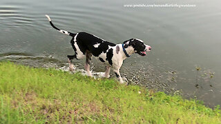 Funny Great Dane Loves To Splash and Dash