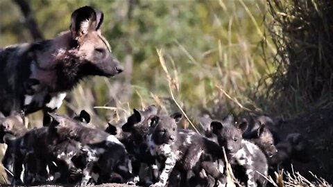 African wild dog puppies burst out of den to greet their mother