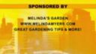 Melinda's Garden Moment - Managing botryis blight