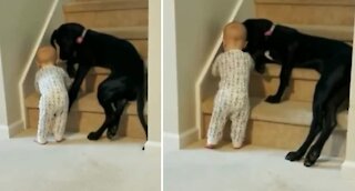 Pet dog stops toddler from climbing stairs in Heartwarming Video
