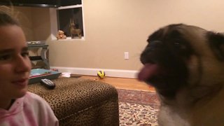 Pug Just Wants to Give Kisses!