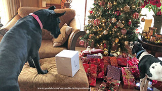 Great Dane puppy swipes gifts from underneath Christmas tree