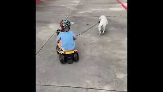 Energized puppy pulls kid on tricycle a little too hard