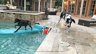 Pointer dog shows Great Dane how to pool surf