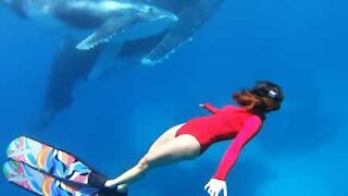 Diver comes eyeball to eyeball with humpback whale