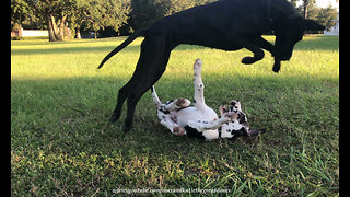 Great Dane loves to pounce & bounce with puppy