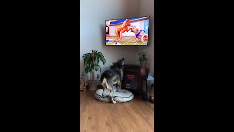 Spanish Mastiff Watches 'Puppy Bowl' With Extreme Enthusiasm