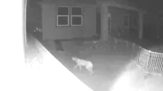 Viewer-submitted video shows a bobcat taking a stroll through an eastside yard.