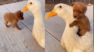 Adorable Puppy Loves It's Duck Buddy