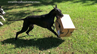 Great Danes uses teamwork to deliver and open Amazon box