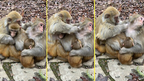 A monkey family really loves each other