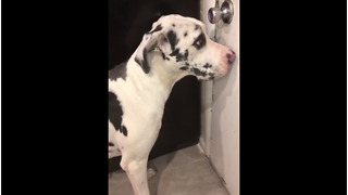 Guilty Great Dane can't make eye contact with owner