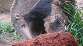 Young rescued anteater enjoying some tasty termite treats
