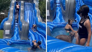 Doggy goes down giant inflatable water slide