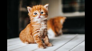Baby Cute and funny Cats
