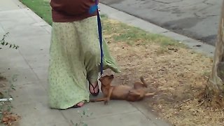Dog Can't Even Deal with Leash