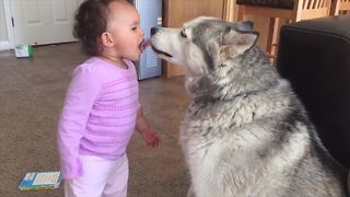 Adorable Babies Laughing At Their Pets