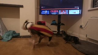 Dachshund not impressed by flamboyant greeting from bull terrier