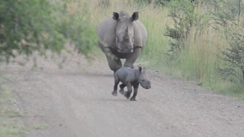 Baby rhino looks adorable while sprinting up & down the road