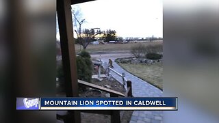 Mountain lion spotted in Caldwell