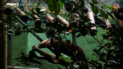 Young rescued tayra searches for hidden food