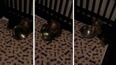 Puppy Shows Mom his Food Bowl is Empty