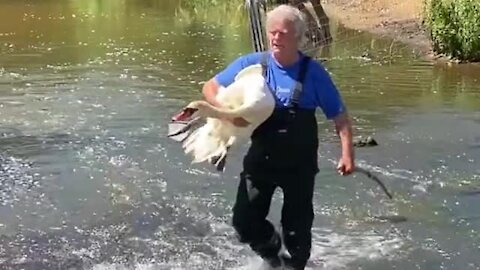 Man rescues swan trapped in a river