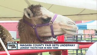 Niagara County Fair camel