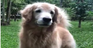 Ecstatic Golden Retriever really wants to play fetch