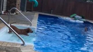 Dog jumps in the pool to rescue drowning owner