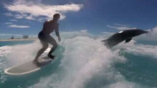 Delfin hoppar upp och hälsar på wakesurfare